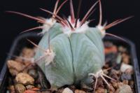 Echinocactus horizonthalonius PD 131